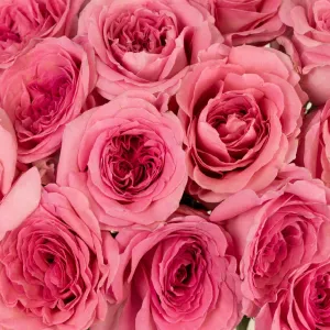 Pink Quartz Bulk Garden Rose