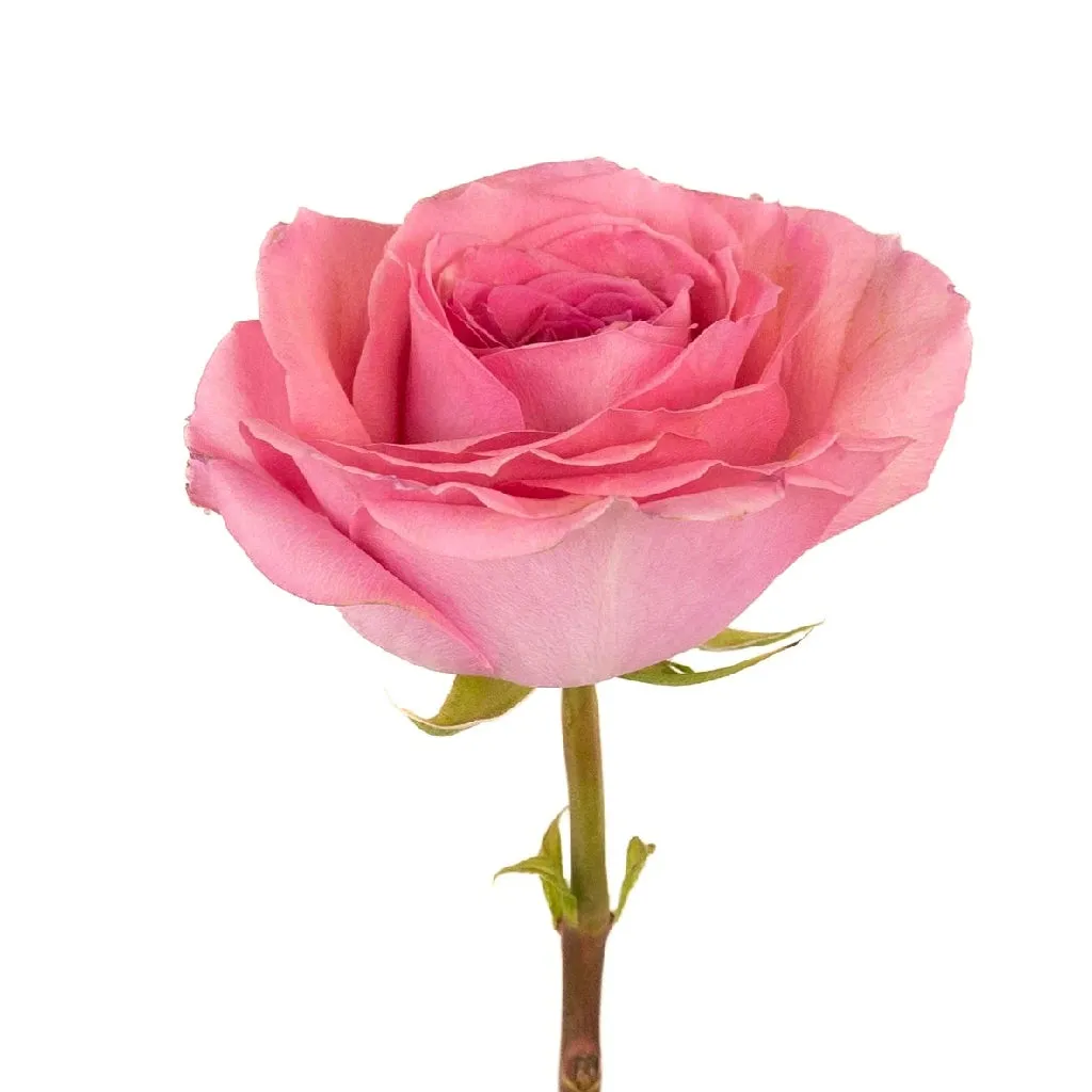 Pink Quartz Bulk Garden Rose