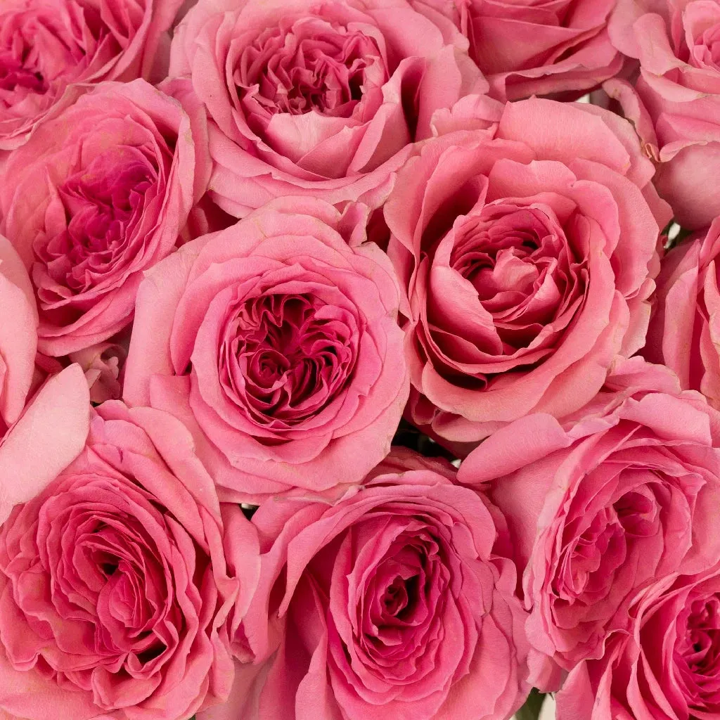 Pink Quartz Bulk Garden Rose