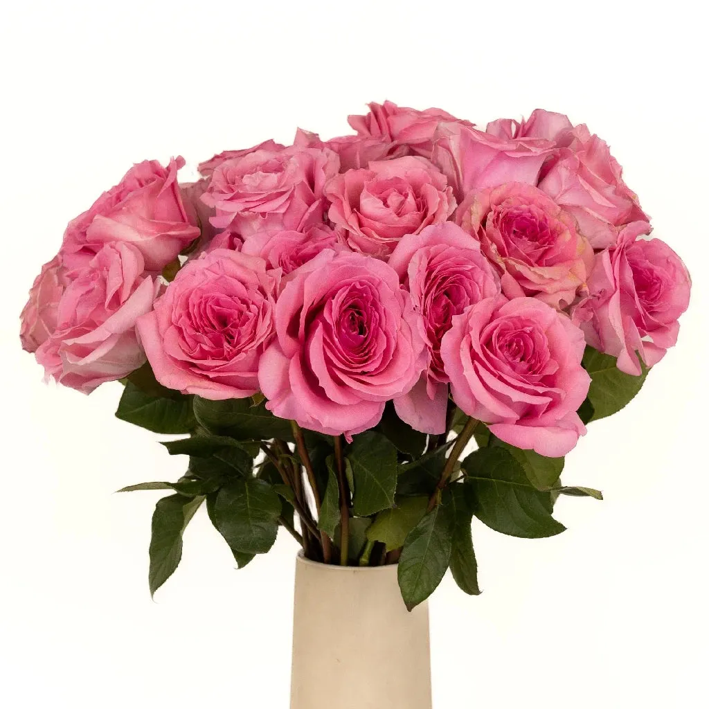 Pink Quartz Bulk Garden Rose